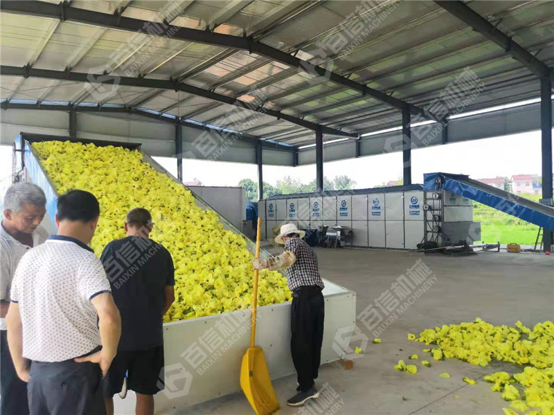 黃蜀葵烘干機(jī)在江西的應(yīng)用：推動(dòng)陳皮產(chǎn)業(yè)升級，共筑制造強(qiáng)國夢